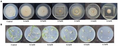 Synergistic impact of Serendipita indica and Zhihengliuella sp. ISTPL4 on the mitigation of arsenic stress in rice